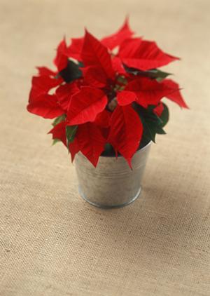 手軽に楽しむ箔押しペンの魅力！DIYクラフトで特別感を演出する方法